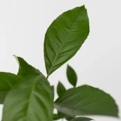 Citrus Mix - Set De 3 - Agrumes - Pot 9cm - Hauteur 25-40cm -Flore Riche Soldes Magasin 47309157 3