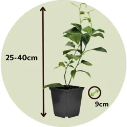 Citrus Mix - Set De 3 - Agrumes - Pot 9cm - Hauteur 25-40cm -Flore Riche Soldes Magasin 47309157 5