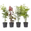 Acer Palmatum - Set De 8 - Erable Du Japon - Pot 10,5cm - Hauteur 25-40cm 1 Acer Palmatum - Set De 8 - Erable Du Japon - Pot 10,5cm - Hauteur 25-40cm -Flore Riche Soldes Magasin 47309201 1
