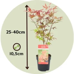 Acer Palmatum - Set De 8 - Erable Du Japon - Pot 10,5cm - Hauteur 25-40cm -Flore Riche Soldes Magasin 47309201 4