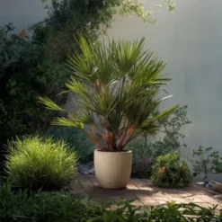 Chamaerops Humilis - Set De 2 - Palmier - Pot 21cm - Hauteur 70-80cm -Flore Riche Soldes Magasin 47309218 4