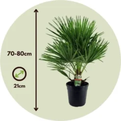 Chamaerops Humilis - Set De 2 - Palmier - Pot 21cm - Hauteur 70-80cm -Flore Riche Soldes Magasin 47309218 5