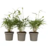 Fargesia Asian - Set De 3 - Bambou Non Cultivé - Pot 13cm - Hauteur 25-40cm -Flore Riche Soldes Magasin 47309223 1