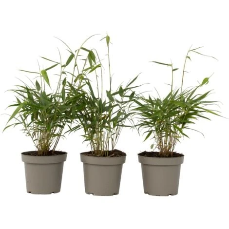Fargesia Asian - Set De 3 - Bambou Non Cultivé - Pot 13cm - Hauteur 25-40cm 3 Fargesia Asian - Set De 3 - Bambou Non Cultivé - Pot 13cm - Hauteur 25-40cm