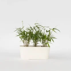 Fargesia Asian - Set De 3 - Bambou Non Cultivé - Pot 13cm - Hauteur 25-40cm 8 Fargesia Asian - Set De 3 - Bambou Non Cultivé - Pot 13cm - Hauteur 25-40cm -Flore Riche Soldes Magasin 47309223 2