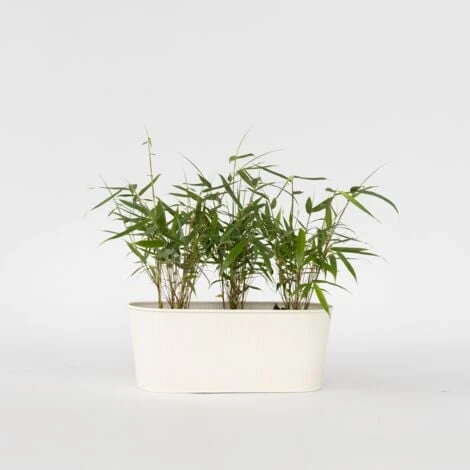 Fargesia Asian - Set De 3 - Bambou Non Cultivé - Pot 13cm - Hauteur 25-40cm 4 Fargesia Asian - Set De 3 - Bambou Non Cultivé - Pot 13cm - Hauteur 25-40cm – Image 2