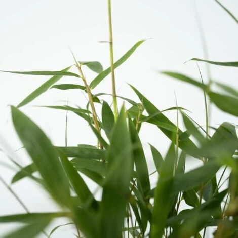 Fargesia Asian - Set De 3 - Bambou Non Cultivé - Pot 13cm - Hauteur 25-40cm 5 Fargesia Asian - Set De 3 - Bambou Non Cultivé - Pot 13cm - Hauteur 25-40cm – Image 3