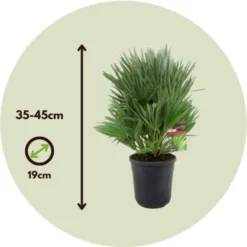 Chamaerops 'Vulcano' - Set De 2 - Palmier Nain - Pot 19cm - Hauteur 35-45cm -Flore Riche Soldes Magasin 47309241 5