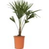 Trachycarpus Fortunei - Set De 2 - Palmier éventail - Pot 21cm - Hauteur 65-75cm 1 Trachycarpus Fortunei - Set De 2 - Palmier éventail - Pot 21cm - Hauteur 65-75cm -Flore Riche Soldes Magasin 47309264 1