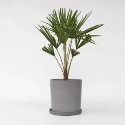 Trachycarpus Fortunei - Set De 2 - Palmier éventail - Pot 21cm - Hauteur 65-75cm -Flore Riche Soldes Magasin 47309264 2