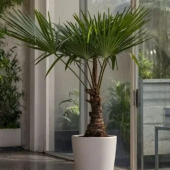Trachycarpus Fortunei - Set De 2 - Palmier éventail - Pot 21cm - Hauteur 65-75cm -Flore Riche Soldes Magasin 47309264 4