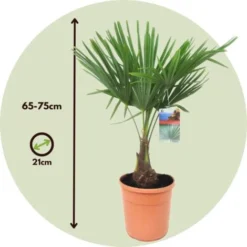 Trachycarpus Fortunei - Set De 2 - Palmier éventail - Pot 21cm - Hauteur 65-75cm -Flore Riche Soldes Magasin 47309264 5