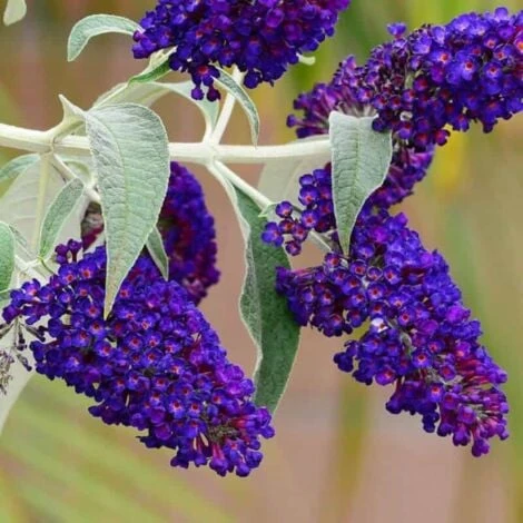 Arbre à Papillons (Buddleia Davidii 'Black Knight') - Godet - Taille 20/40cm 3 Arbre à Papillons (Buddleia Davidii 'Black Knight') - Godet - Taille 20/40cm