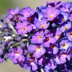 Arbre à Papillons (Buddleia Davidii 'Black Knight') - Godet - Taille 20/40cm 5 Arbre à Papillons (Buddleia Davidii 'Black Knight') - Godet - Taille 20/40cm -Flore Riche Soldes Magasin 4763778 2