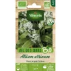 Vilmorin Ail Des Ours Bio -Flore Riche Soldes Magasin 48371676 1