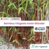 11 Bambou Fargesia Asian Wonder Pot 1 Litre -Flore Riche Soldes Magasin 48444180 1