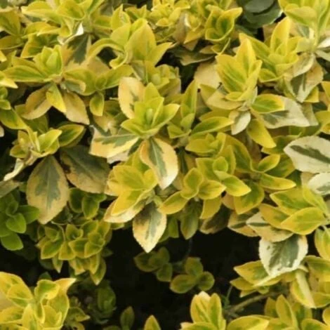 Fusain Emerald 'Gold' (Euonymus Fortunei 'Gold') - Godet - Taille 13/25cm 3 Fusain Emerald 'Gold' (Euonymus Fortunei 'Gold') - Godet - Taille 13/25cm