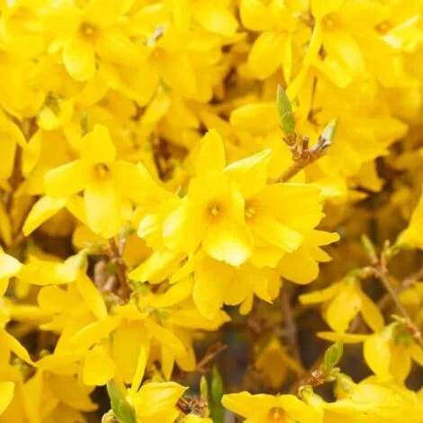 Mimosa De Paris 'Spectabilis' (Forsythia X Intermedia 'Spectabilis') - Godet - Taille 10cm 3 Mimosa De Paris 'Spectabilis' (Forsythia X Intermedia 'Spectabilis') - Godet - Taille 10cm