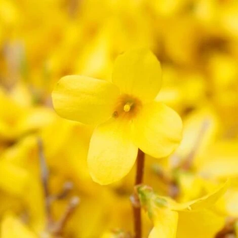 Mimosa De Paris 'Spectabilis' (Forsythia X Intermedia 'Spectabilis') - Godet - Taille 10cm 4 Mimosa De Paris 'Spectabilis' (Forsythia X Intermedia 'Spectabilis') - Godet - Taille 10cm – Image 2