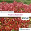 11 Photinia Red Robin En Godet -Flore Riche Soldes Magasin 48764642 1