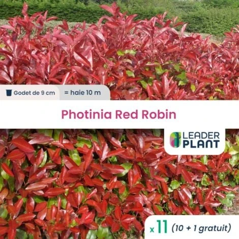 11 Photinia Red Robin En Godet 3 11 Photinia Red Robin En Godet
