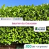 100 Laurier Du Caucase En Godet -Flore Riche Soldes Magasin 50366936 1