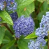 Céanothe 'Gloire De Versailles' (Ceanothus Delilianus 'Gloire De Versailles') - Godet - Taille 13/25cm -Flore Riche Soldes Magasin 5053546 1