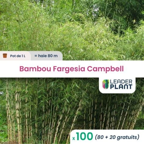 100 Bambou Fargesia Campbell En Pot De 1 Litres 3 100 Bambou Fargesia Campbell En Pot De 1 Litres