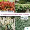 Kit Arbustes Persistant, Rustique Et Fleuri - 4 Variétés -4 Plantes En Godet -Flore Riche Soldes Magasin 51126890 1