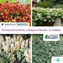 Kit Arbustes Persistant, Rustique Et Fleuri - 4 Variétés -4 Plantes En Godet