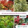 Kit Arbustes Persistant, Rustique Et Fleuri - 4 Variétés -12 Plantes En Pot De 4L -Flore Riche Soldes Magasin 51131116 1