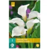 1 ARUM CAPTAIN VENTURA. . Marque : Jub. Réf. : 115530 -Flore Riche Soldes Magasin 52047383 1