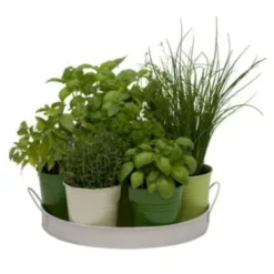 Plateau 7 Herbes Aromatiques. Multi. Marque : Florex. Réf. : 9530