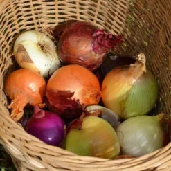 Mélange D'oignons Red Baron, Snowball, Stuttgarter. Bulbes à Planter - Filet 250 G -Flore Riche Soldes Magasin 52542964 4