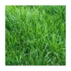RAYGRASS ANGLAIS AUBISQUE 1 KG -Flore Riche Soldes Magasin 52853508 1