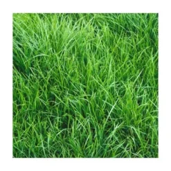 RAYGRASS ITALIE LIRASAND OU LITORO 1 KG