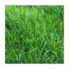 RAYGRASS ANGLAIS VESUVE 1 KG -Flore Riche Soldes Magasin 52853513 1