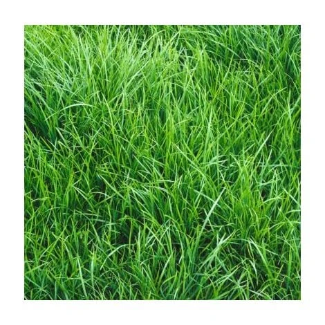 RAYGRASS ANGLAIS VESUVE 1 KG 3 RAYGRASS ANGLAIS VESUVE 1 KG