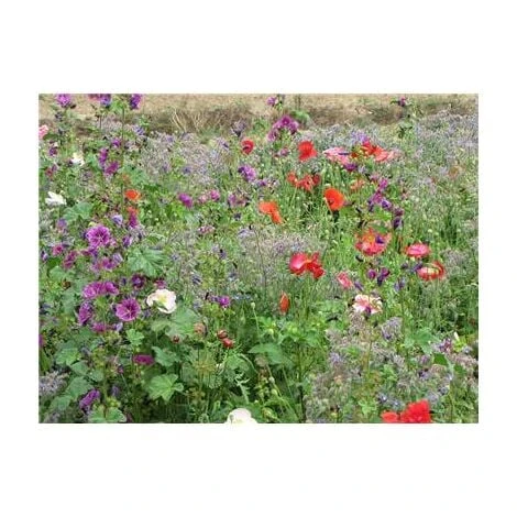 FLEURS SPECIAL OMBRE 3 FLEURS SPECIAL OMBRE