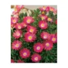 DELOSPERMA JEWEL OF DESERT GARNET - LOT DE 3 GODETS -Flore Riche Soldes Magasin 52853696 1