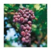 VIGNE CARDINAL - POT 1.5 LITRE 1 VIGNE CARDINAL - POT 1.5 LITRE -Flore Riche Soldes Magasin 52853768 1
