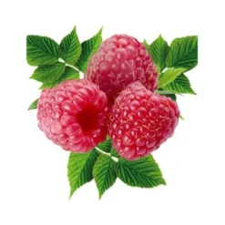 FRAMBOISIER MARASTAR - 4 PIEDS