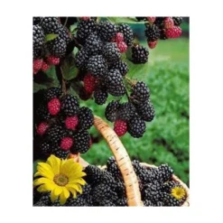 MURE TRIPLE CROWN - 2 PIEDS