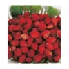 FRAISIER REINE DES VALLEES - 20 PLANTS 1 FRAISIER REINE DES VALLEES - 20 PLANTS -Flore Riche Soldes Magasin 52853824 1