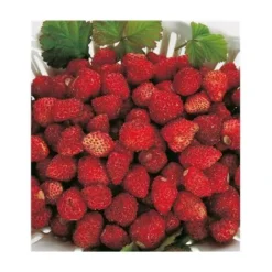 FRAISIER REINE DES VALLEES - 20 PLANTS