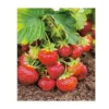 FRAISIER FAVETTE - 10 PLANTS -Flore Riche Soldes Magasin 52853825 1