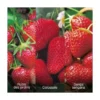 OFFRE SPECIALE 60 FRAISIERS -Flore Riche Soldes Magasin 52853828 1