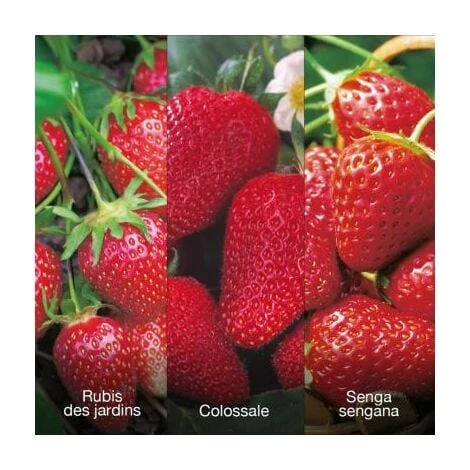 OFFRE SPECIALE 60 FRAISIERS 3 OFFRE SPECIALE 60 FRAISIERS