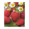 FRAISIER TALISMAN - 10 PLANTS 2 FRAISIER TALISMAN - 10 PLANTS -Flore Riche Soldes Magasin 52853831 1