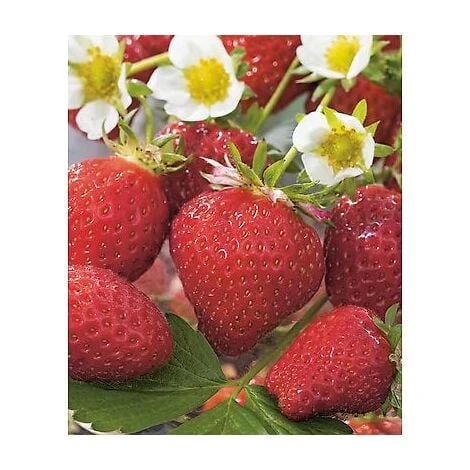 FRAISIER TALISMAN - 10 PLANTS 3 FRAISIER TALISMAN - 10 PLANTS
